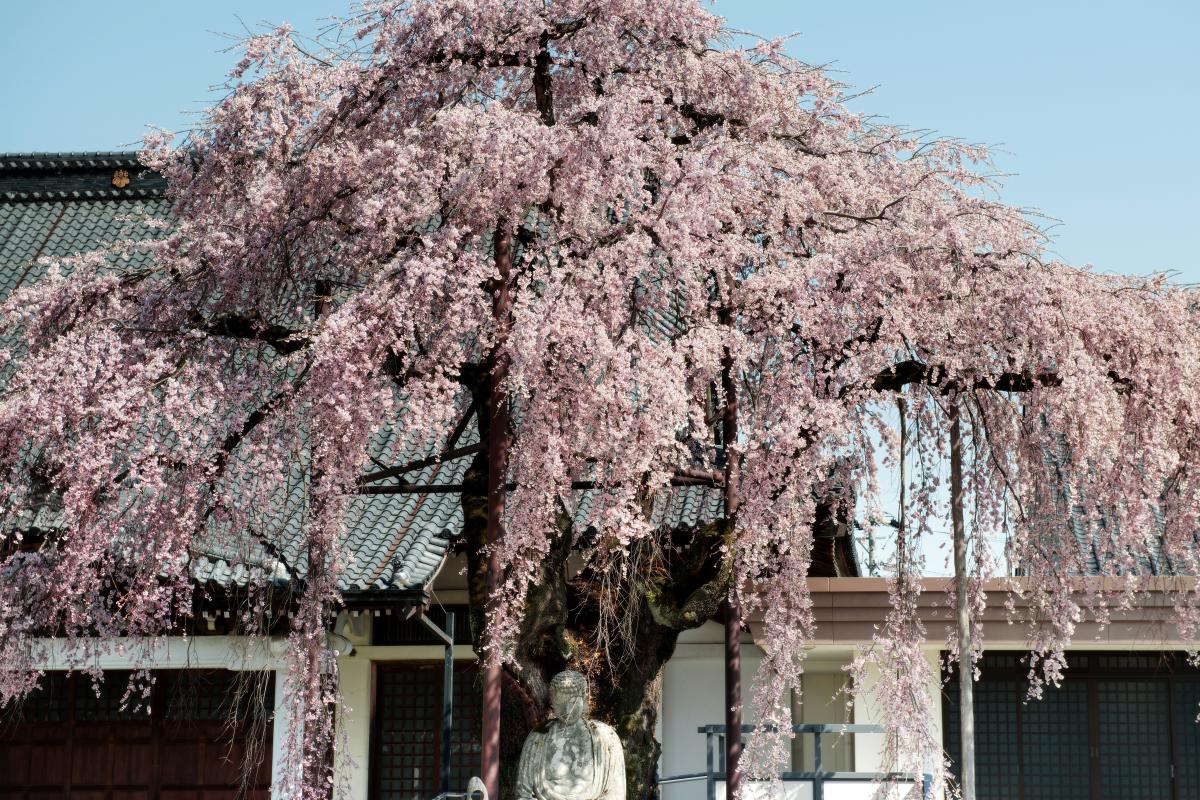 専照寺のシダレザクラ
