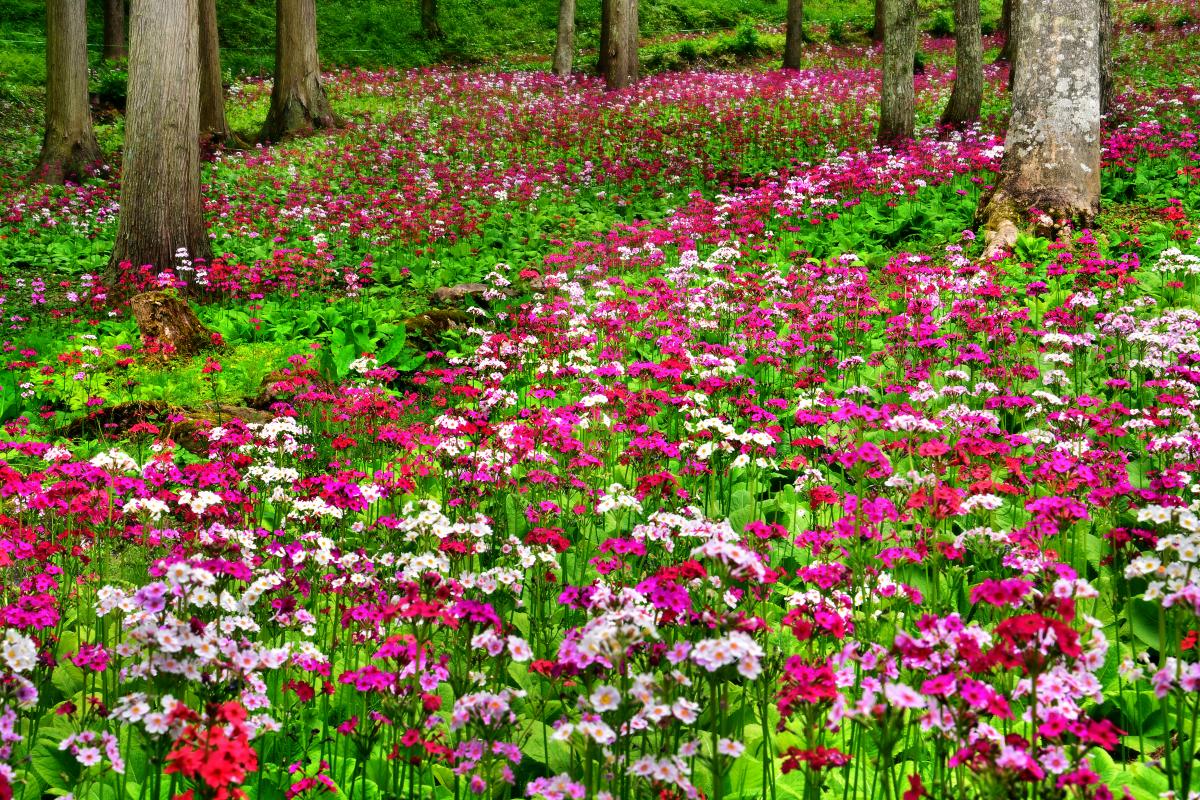 宇津江四十八滝 山野草花園