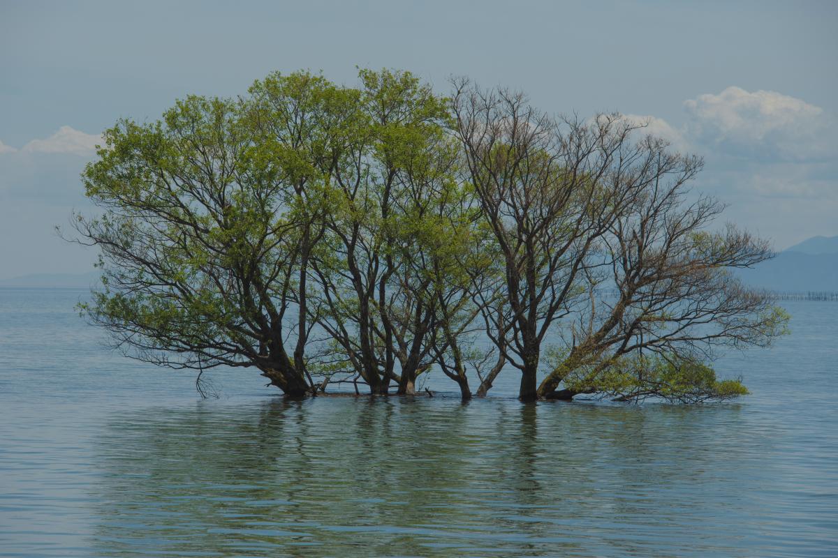 琵琶湖 湖北水鳥公園 水中木