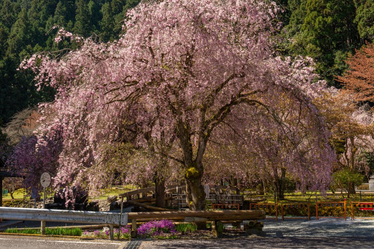 あきつの小野公園の桜