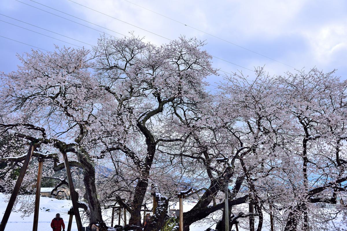 石部桜