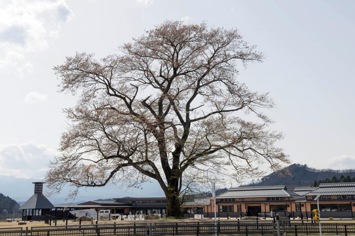 万燈桜
