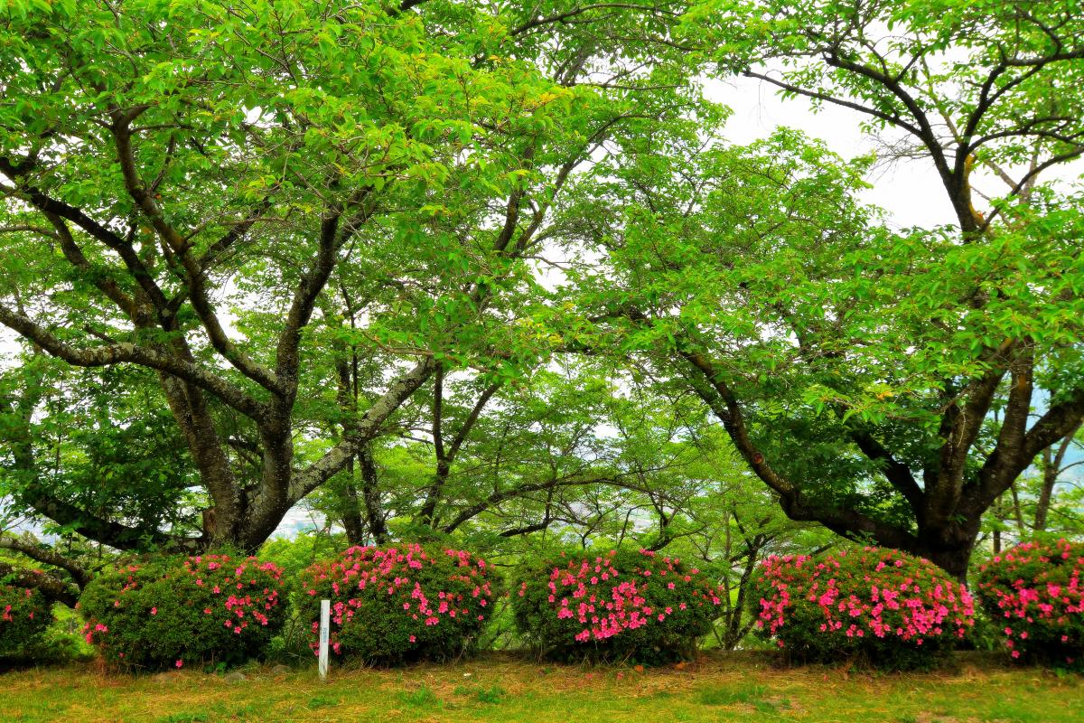 大法師公園の桜