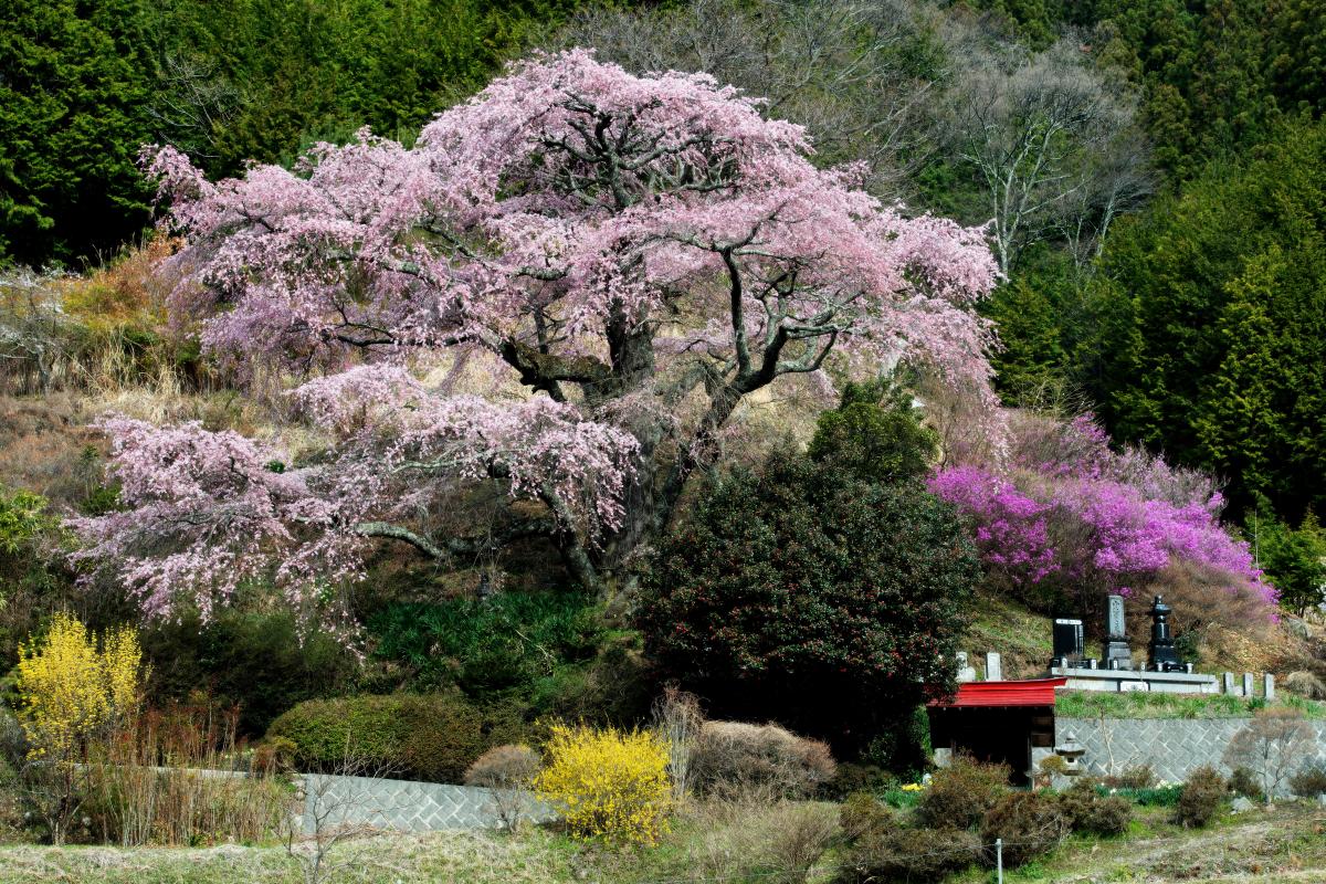 西丸尾のしだれ桜